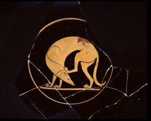 屋根裏の赤像式カップ、頭を掻くラコニアの猟犬の詳細、オイエルギデスの画家による、紀元前500年頃のセラミック 作： Greek